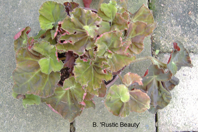 B. ‘Rustic Beauty’